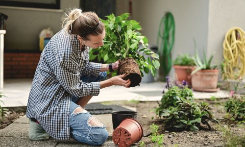 Woman putting plant in the ground