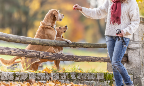 Feeding dogs